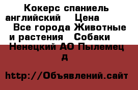 Кокерс спаниель английский  › Цена ­ 4 500 - Все города Животные и растения » Собаки   . Ненецкий АО,Пылемец д.